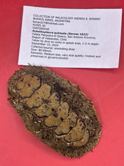 Medium Acanthopleura echinata chiton display shell with provenance documentation