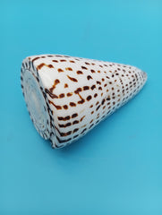 Close-up polished Alphabet Cone display shell – natural coastal decor 4 inch