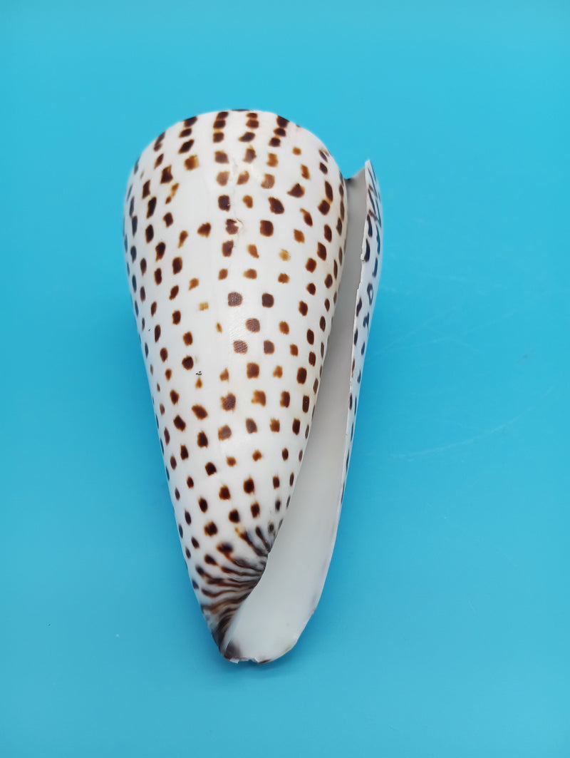 Polished Alphabet Cone seashell with spotted brown markings – 4 inch coastal decor