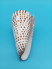 Polished Alphabet Cone seashell with spotted brown markings – 4 inch coastal decor