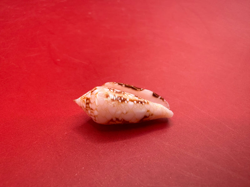 Ambassador Cone Conus legatus – detailed side profile view