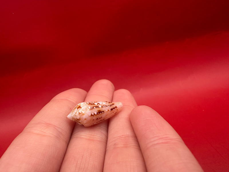 Ambassador Cone Conus legatus shell 22.4mm – hand-held close-up view