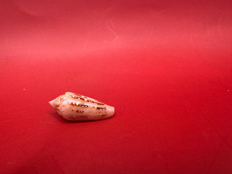 Ambassador Cone shell 22.4mm Conus legatus – top view on red background