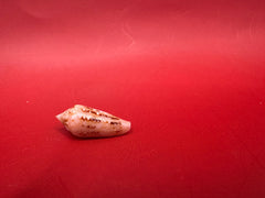 Ambassador Cone shell 22.4mm Conus legatus – top view on red background