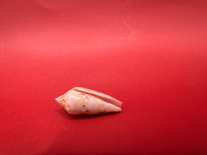 Ambassador Cone shell 22.4mm – side profile on red background