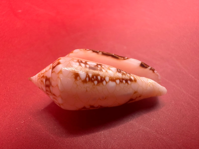 Ambassador Cone shell 23mm – angled close-up vintage collectible