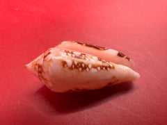 Ambassador Cone shell 23mm – angled close-up vintage collectible