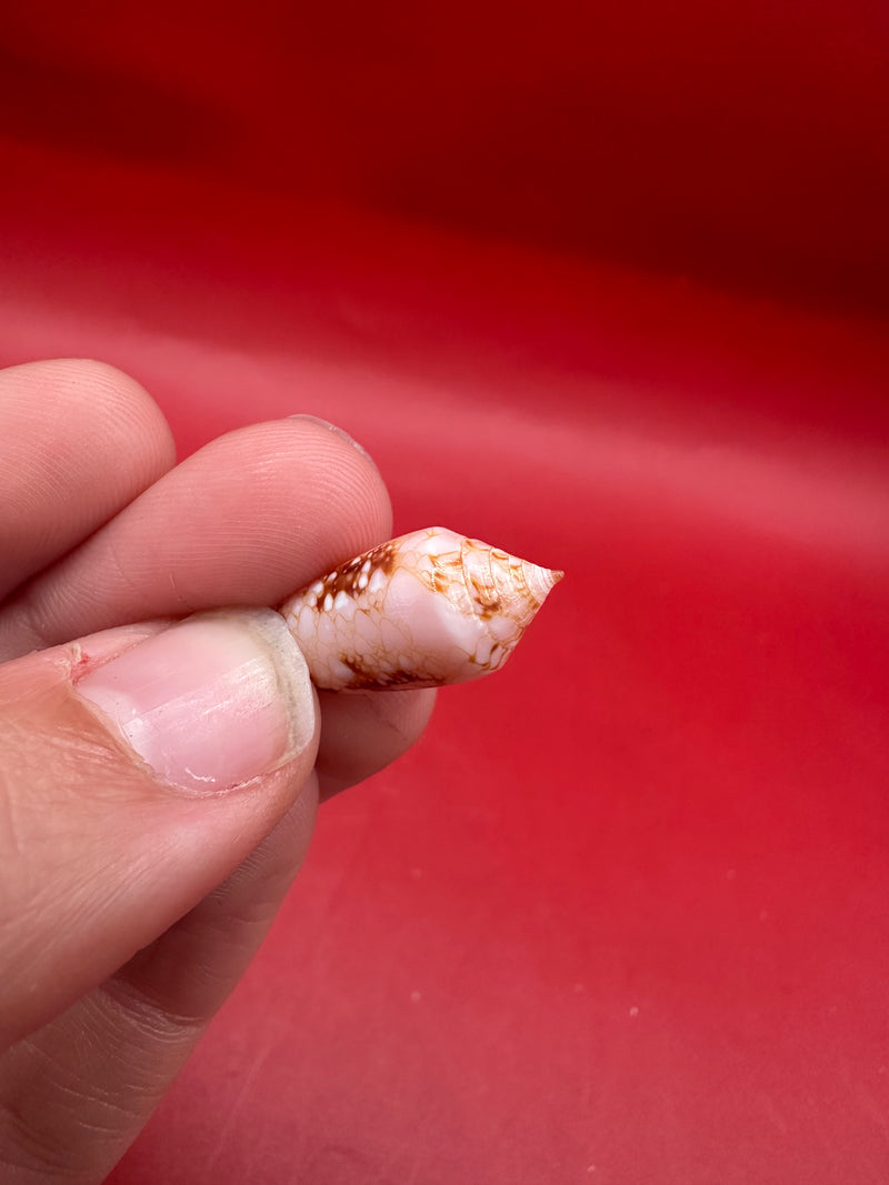 Ambassador Cone shell 23mm – side profile view in hand