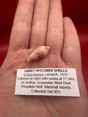 Ambassador Cone shell Conus legatus 22.4mm with documentation card – collectible display