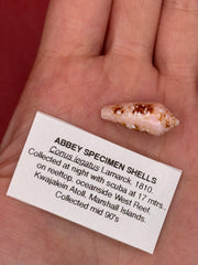 Ambassador Cone shell Conus legatus 23mm with documentation card – front view