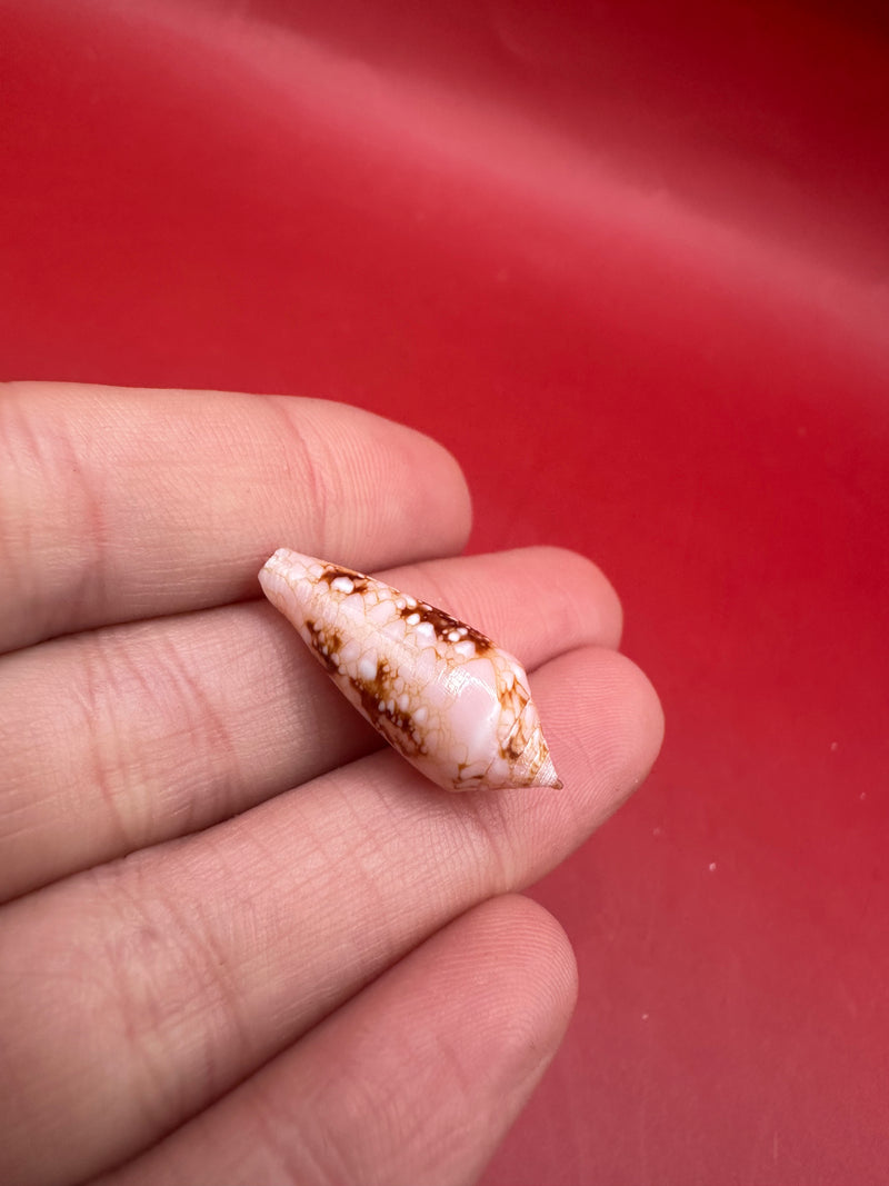Ambassador Cone shell Conus legatus vintage collectible – hand held angled view