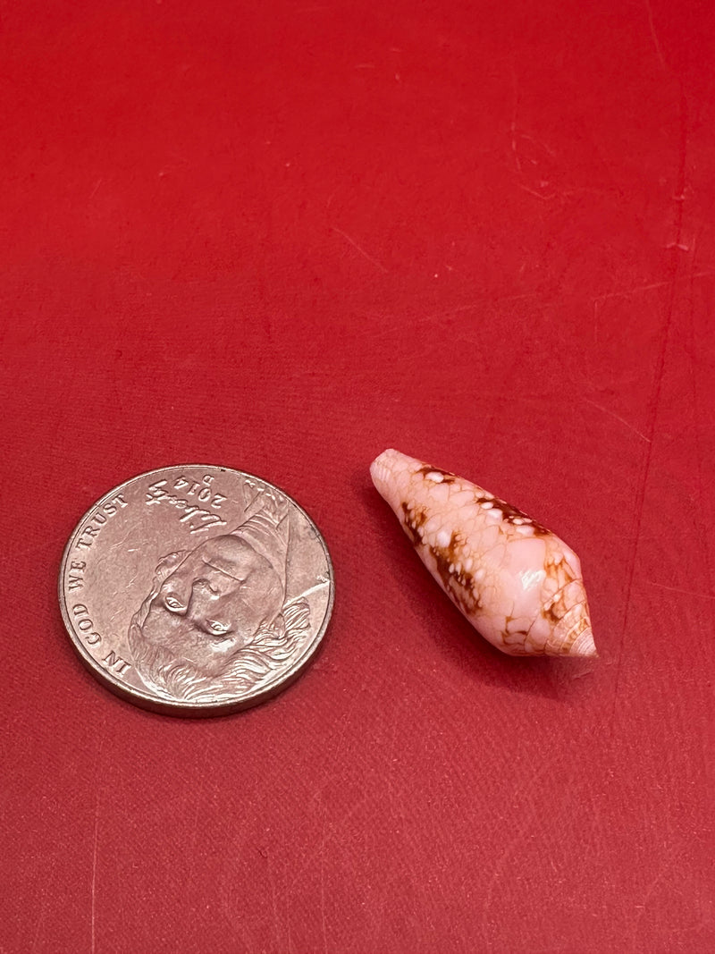 Ambassador Cone shell size comparison next to coin – 23mm vintage specimen