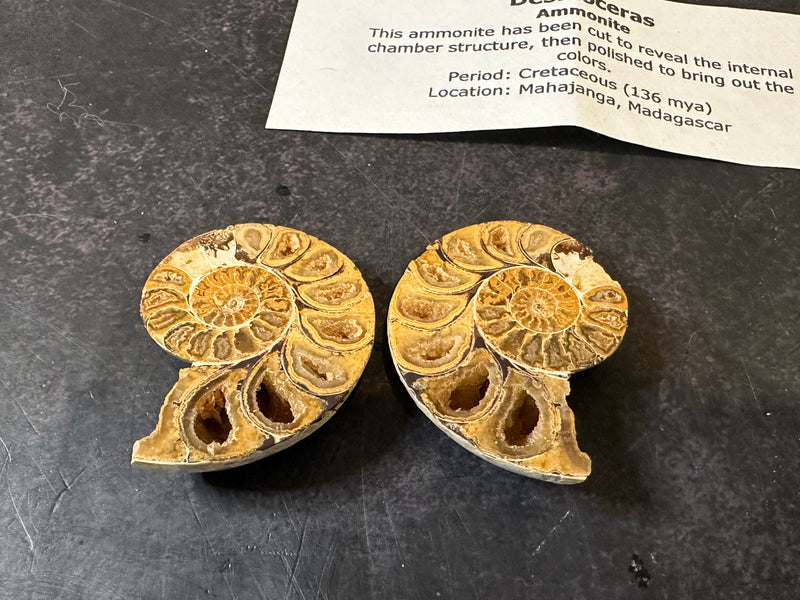 Polished Desmoceras Ammonite Fossil with intricate internal chambers, from Madagascar, dating back to the Cretaceous Period.