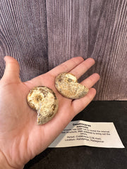 Polished Desmoceras Ammonite Fossil with intricate internal chambers, from Madagascar, dating back to the Cretaceous Period.