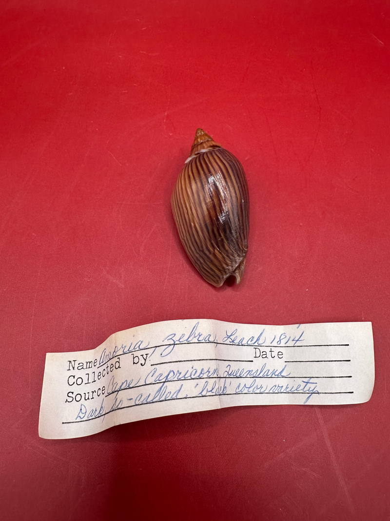 Amoria zebra volute with documentation
