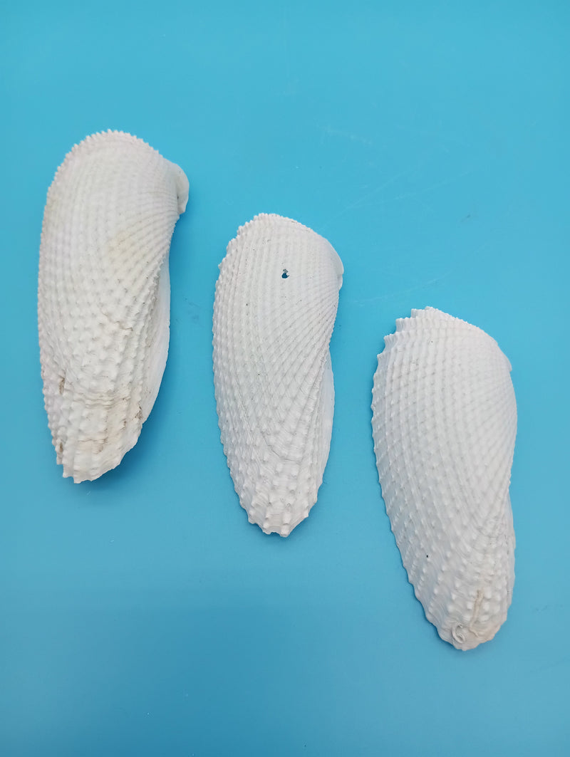 Exact set of 3 Angel Wing shells arranged together, 3.5–4.5"