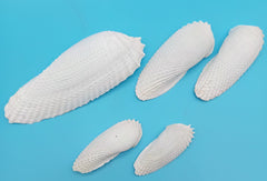 Exact Angel Wing shell interior shown with ridge