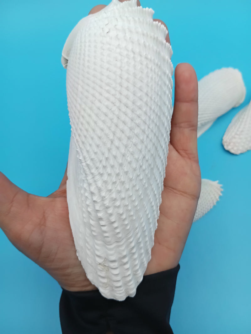 Exact large Angel Wing shell shown in hand, approx 6