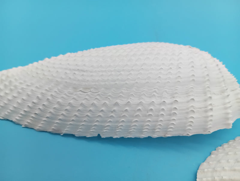 Close-up of exact Angel Wing shell ridged texture
