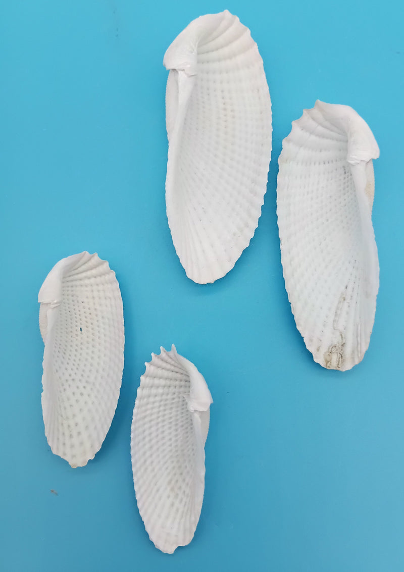 Exact Angel Wing shells showing interior sides