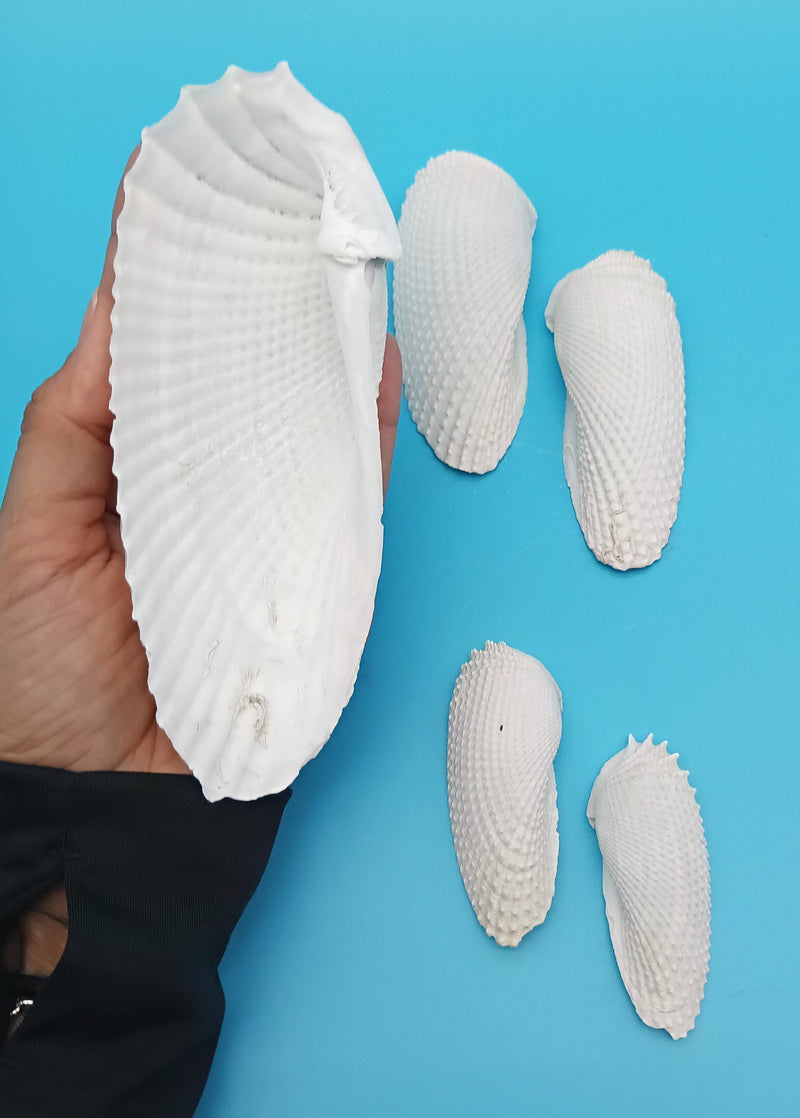 Exact set of 5 Angel Wing shells shown, assorted sizes
