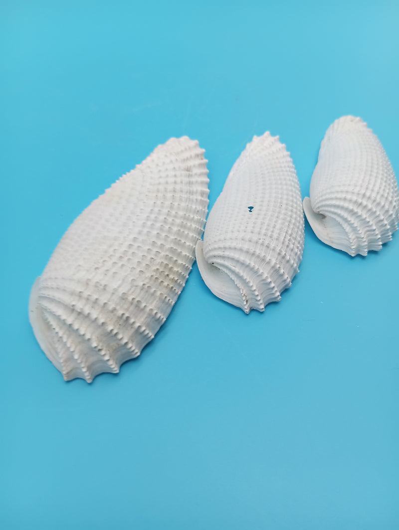 Exact set of 3 Angel Wing shells shown, sizes 3.5–4.5"