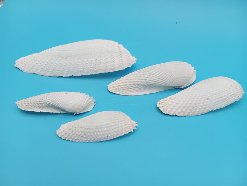 Exact set of 5 Angel Wing shells shown, assorted sizes
