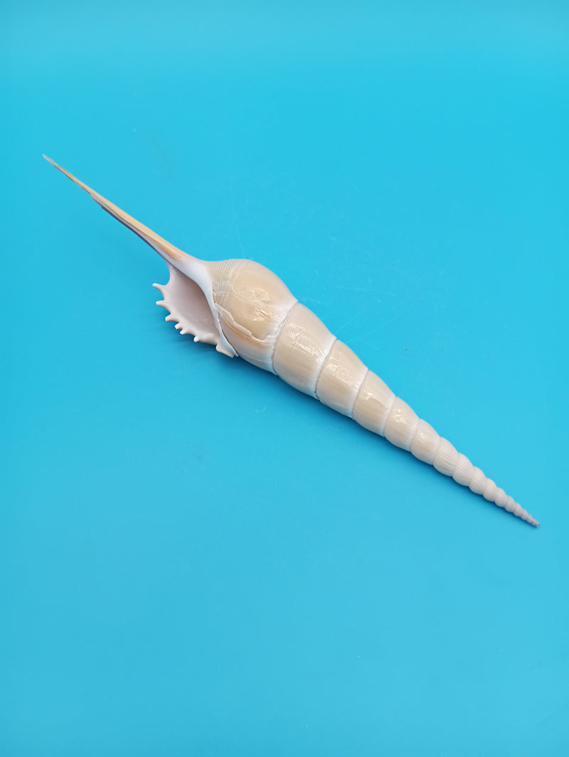 Angled upright Shinbone Tibia shell showing elegant spiral form – 9 inch display shell