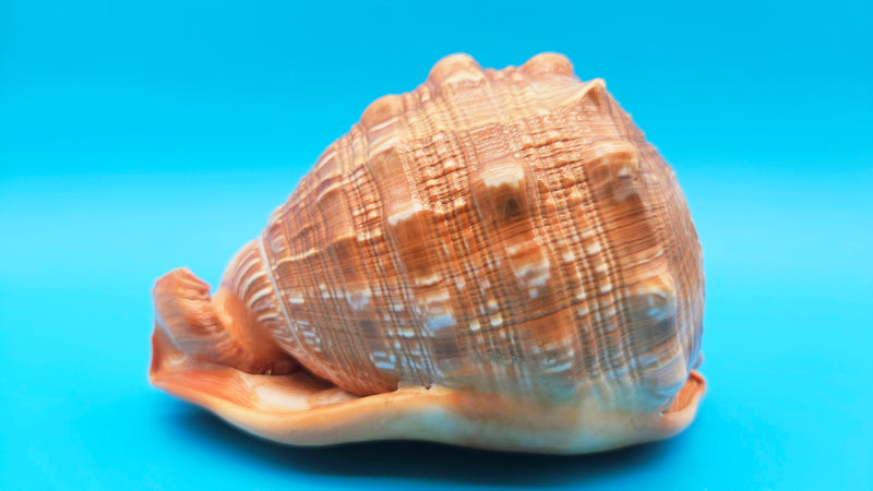 Select Bullmouth Helmet Shell (Cypraecassis rufa) - 7.25” x 5.25 ...