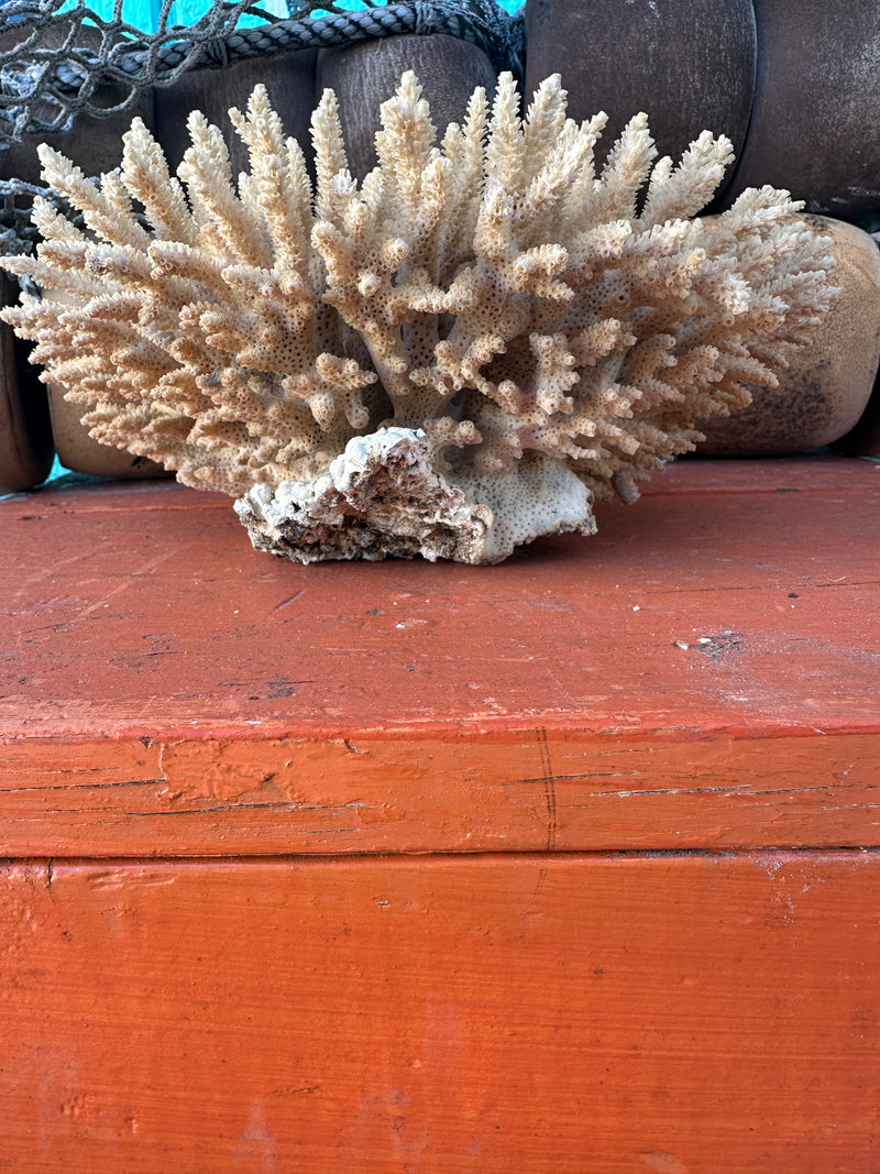 Angled display of vintage Table Coral for coastal home decor