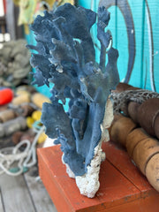 Angled side view of vintage Blue Ridge Coral with natural branching form