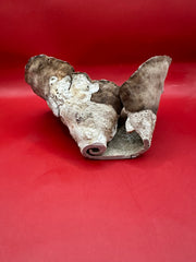 Angled view of vintage Cup Coral for marine decor