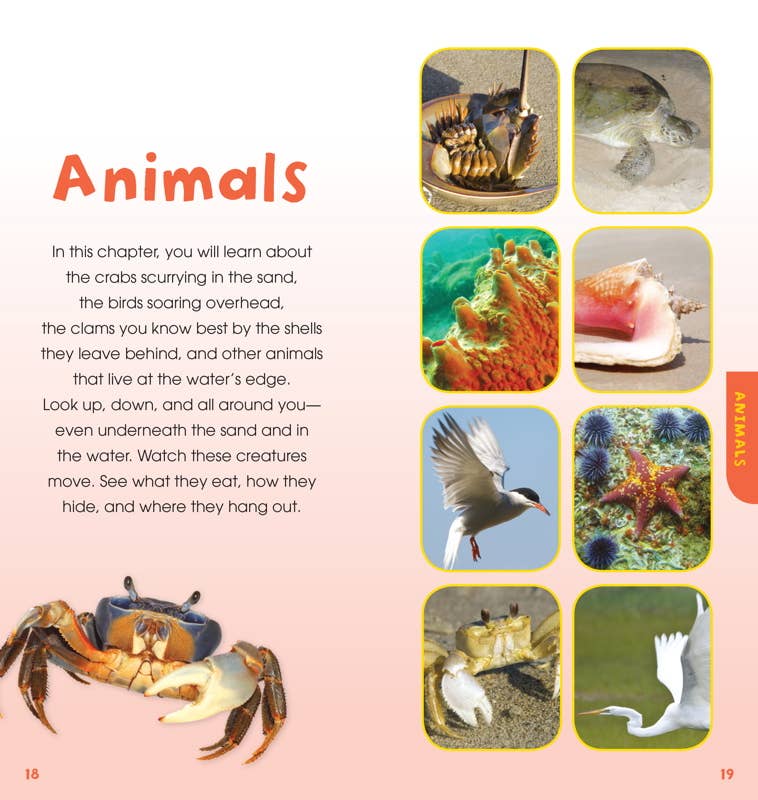 Page from a book about animals with images of crabs, shells, and birds.
