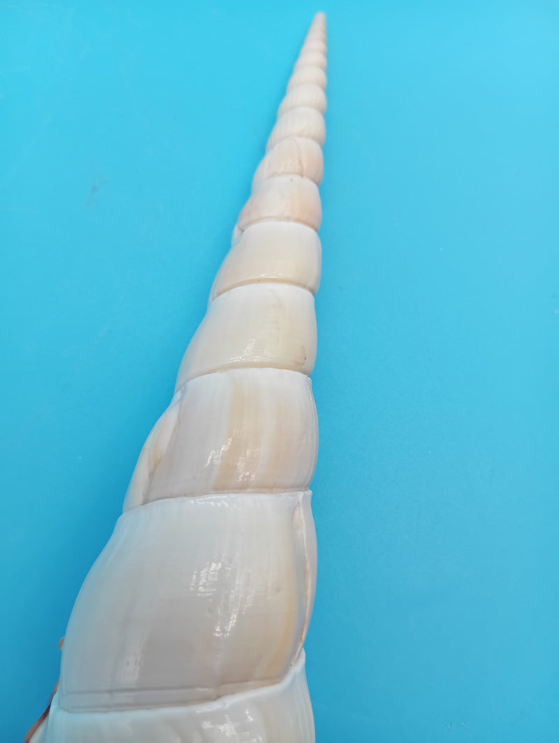 Open aperture view of Tibia fusus Shinbone shell – 9 inch coastal decor