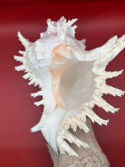 Aperture of Murex ramosus showing pink highlights with elongated spines. 