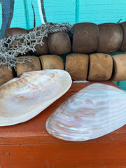 Asian Golden Clam halves polished 10–11