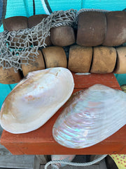 Asian Golden Clam polished half shell 10–11