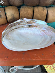 Asian Golden Clam polished halves 10–11