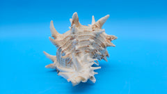 Atlantic murex seashell – intricate spines natural shell décor