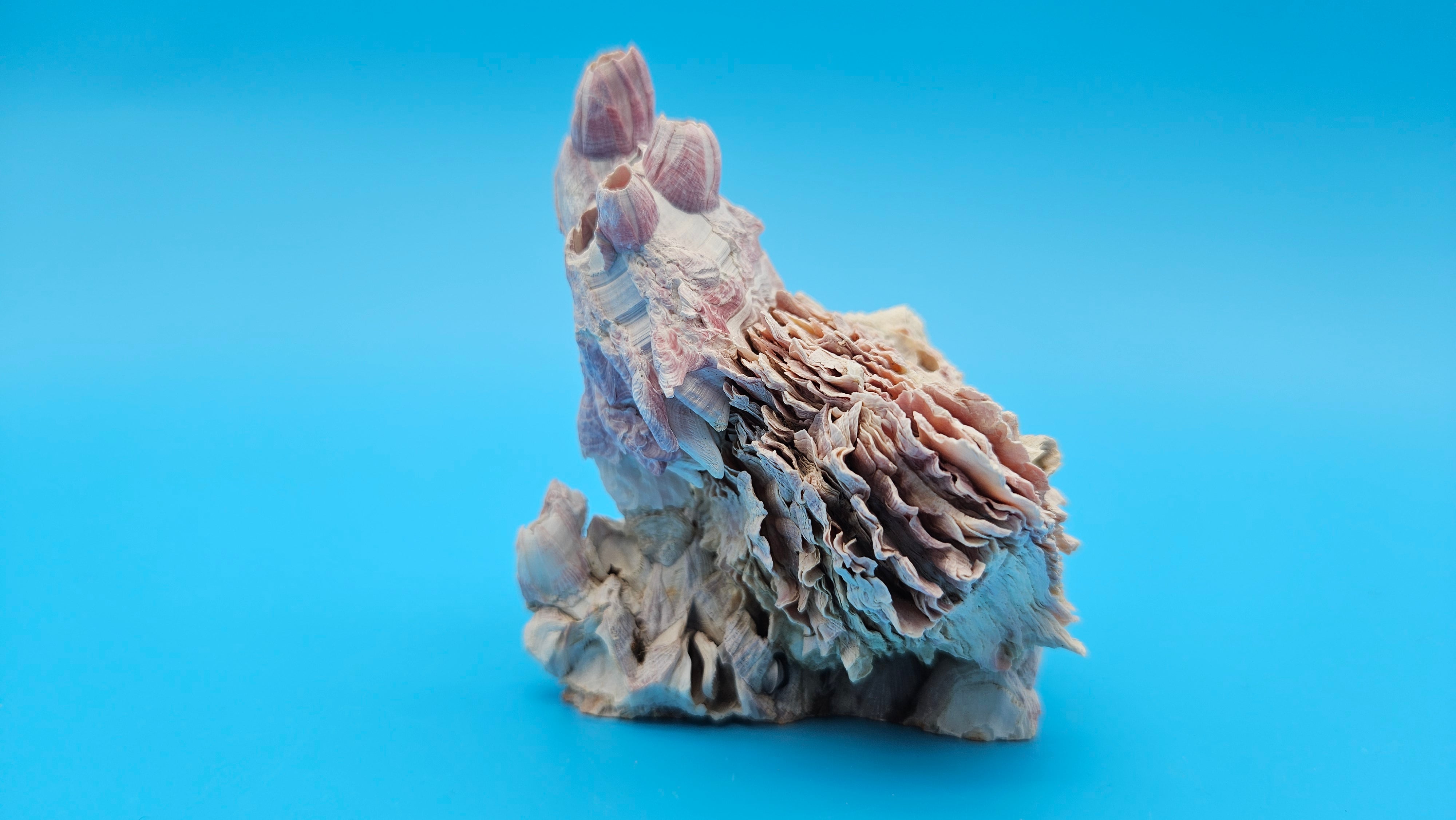 Barnacle with Jewel Box Shell Display – Premium Coastal Decor Specimen ...