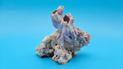 Authentic barnacle Jewel Box shell specimen for coastal living style