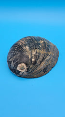 Polished abalone shell - natural coastal home accent