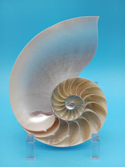 Authentic Pearl Nautilus shell cut and polished for display