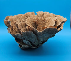 Natural Poca coral marine specimen - vintage coastal home accent