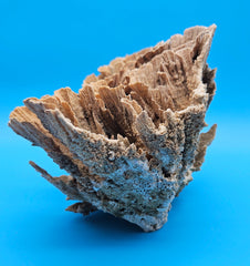 Authentic Pocillopora coral specimen for ocean inspired decor