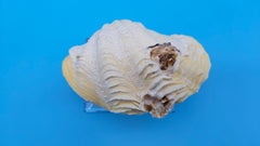 Authentic Tridacna derasa clam shell pair – natural collectible coastal shell