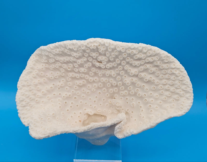 Authentic vintage coral specimen mounted on display stand
