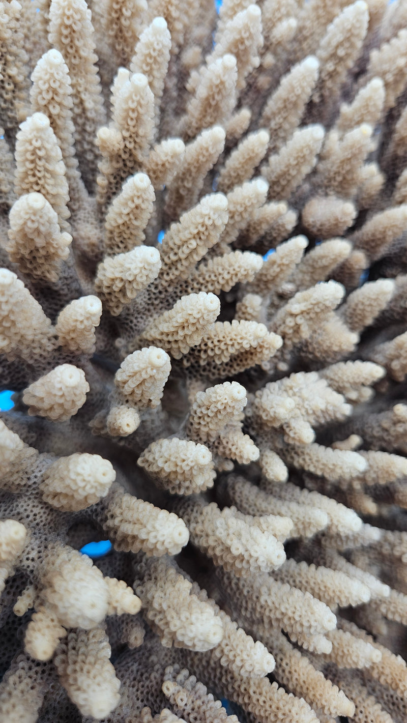Vintage table coral Acropora hyacinthus – natural coastal display