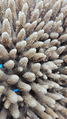 Vintage table coral Acropora hyacinthus – natural coastal display