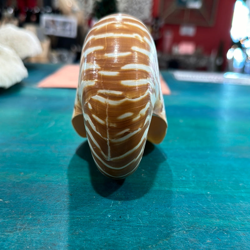 Chambered Tiger Nautilus 5-6 Exact Shell Shown